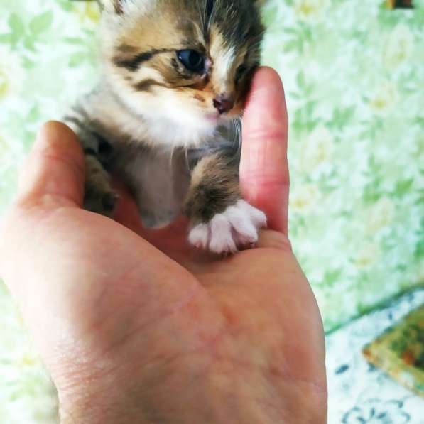 Здравствуйте. Срочно!!! Котята даром в фото 8