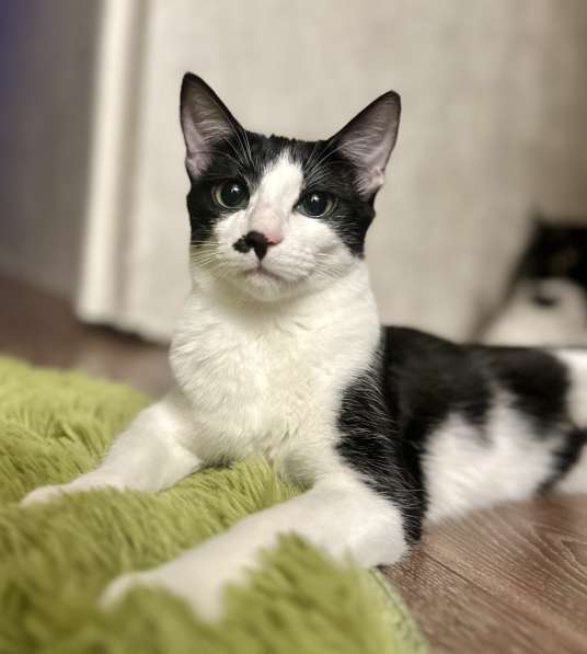 Багира в фото 8