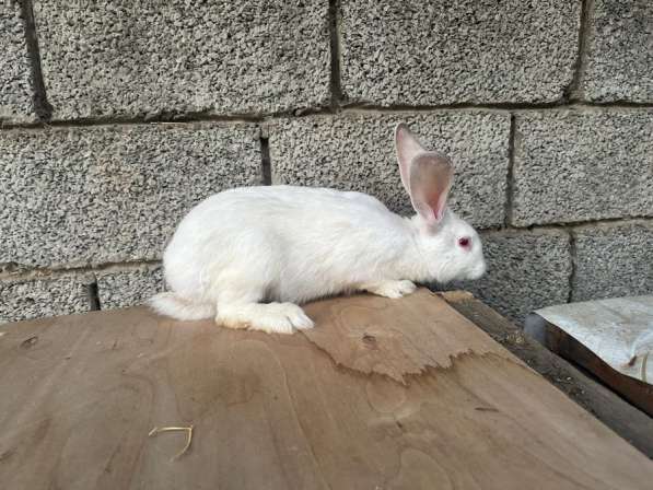 Кролики СОВЕТСКАЯ ШИНШИЛА в Хасавюрте фото 8
