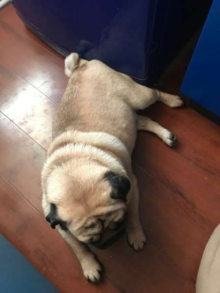 Мопс в Москве фото 3