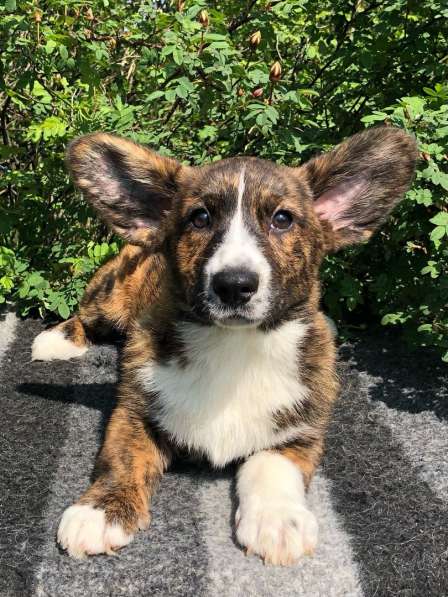 Щенки вельш корги кардиган в Санкт-Петербурге фото 6