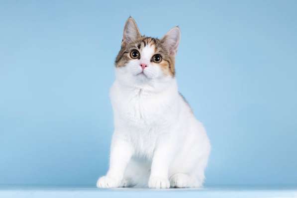 Для котёнка-подростка Ники ищем самые добрые руки в Москве фото 5