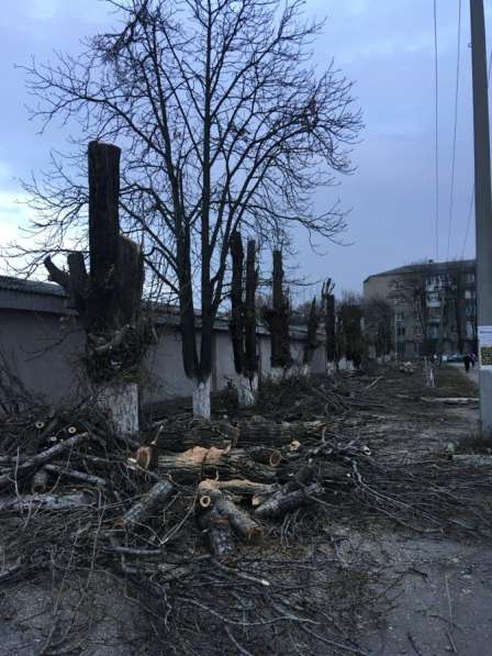 Спил деревьев в Георгиевске фото 4
