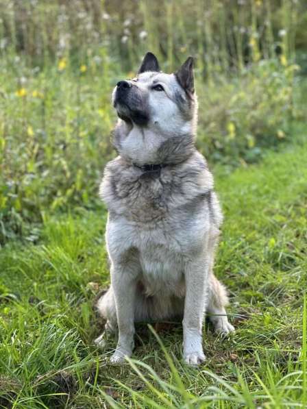 Молодой пёс ждет своего хозяина! в Санкт-Петербурге фото 3