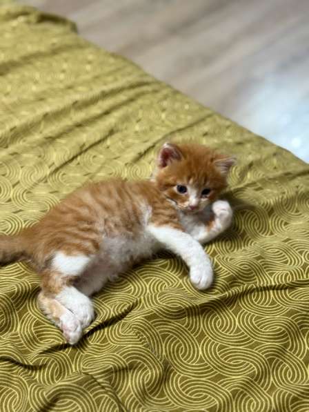 Котята в Москве