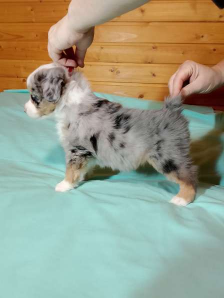 Щенок миниатюрной американской овчарки в Санкт-Петербурге