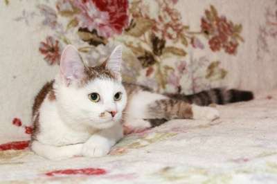 Отдам даром Скромная и нежная кошечка Буся