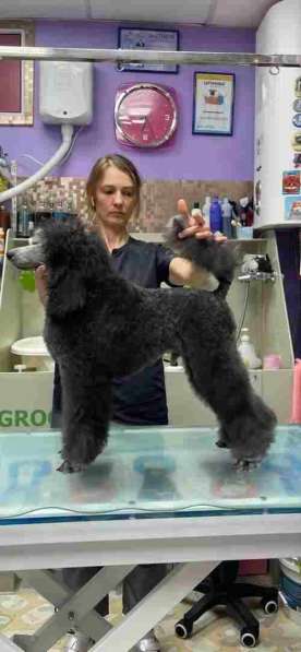 Пудель малый серебристый щенок