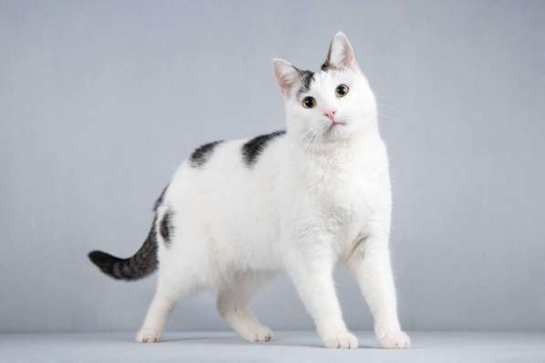 Котейка Андрейка ищет доброе сердце в Москве фото 5