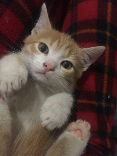 Котёнок Аврелий