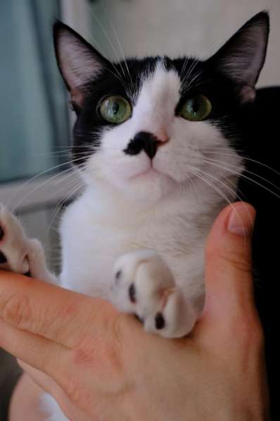 Багира в фото 16