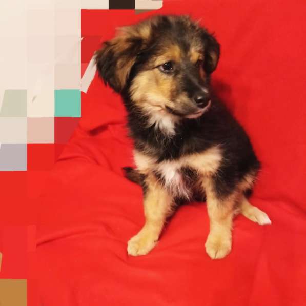 Щенок Грэй – маленький друг для больших приключений в Санкт-Петербурге фото 4