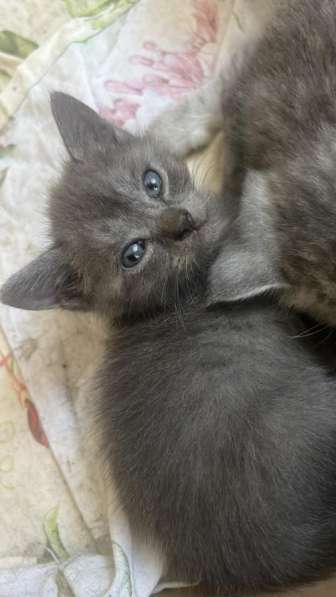 Котята с мамой вислоухой отдам бесплатно в Черкесске фото 4