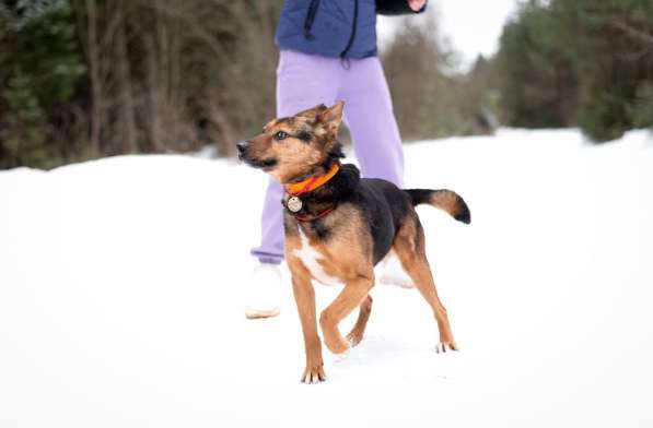 Добряк Стёпа ищет дом в Москве