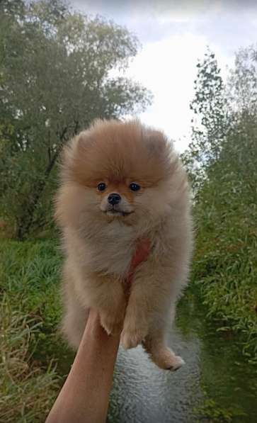 Шпиц щенки в 