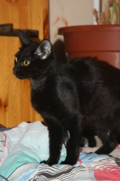 Отдам даром Багира в Санкт-Петербурге