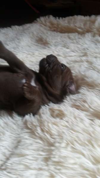 Щенки питбуля в Москве фото 13