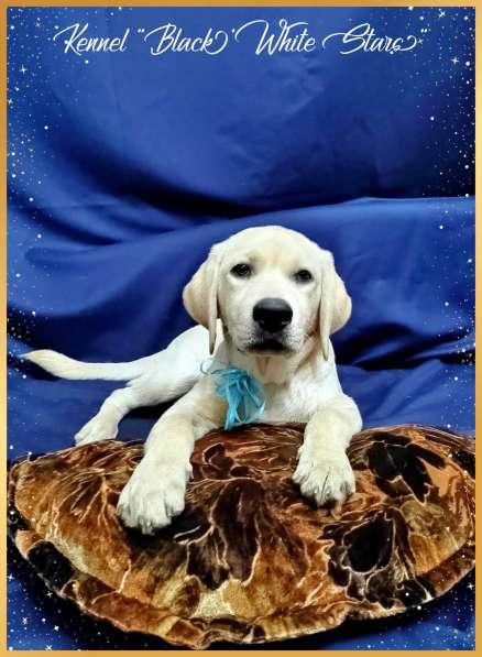 High quality Labrador Retriever puppies в фото 22