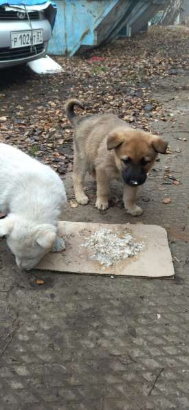 Щенки ищут дом в Москве фото 12