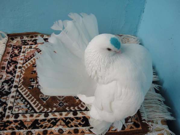 Продам голубей порода Ростовские Статные в фото 7