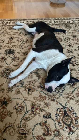 Стаффорд в Ростове-на-Дону фото 4