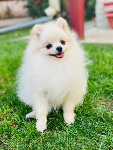 Померанский шпиц в 