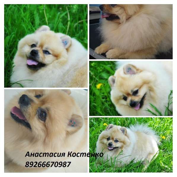 Зоосалон Эверест в Балашихе фото 6