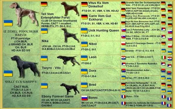 Курцхаар Щенки в фото 14