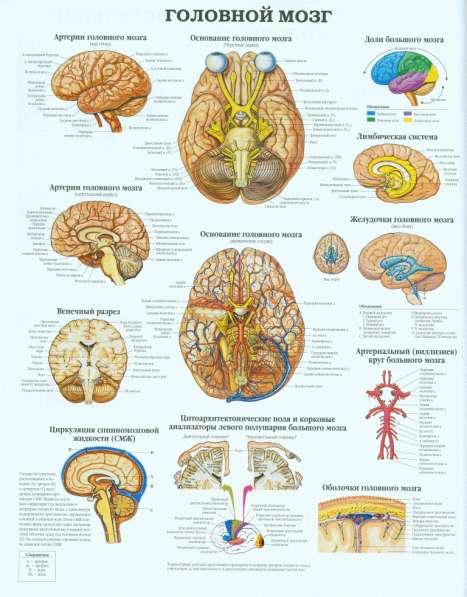 Анатомия. Учебные плакаты (комплект 40 плакатов) в фото 9