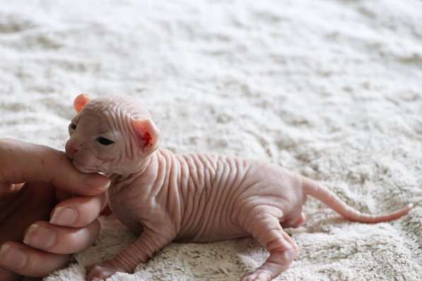 Продается инопланетянин - мальчик породы Эльф в Москве фото 3