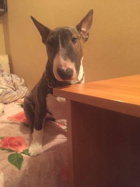 Standard Bullterrier. Female в Санкт-Петербурге фото 6