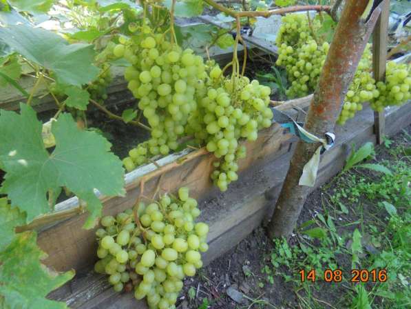 Саженцы винограда в Новосибирске в Новосибирске фото 10