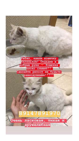 Отдам кошечку в добрые руки в Петропавловск-Камчатском