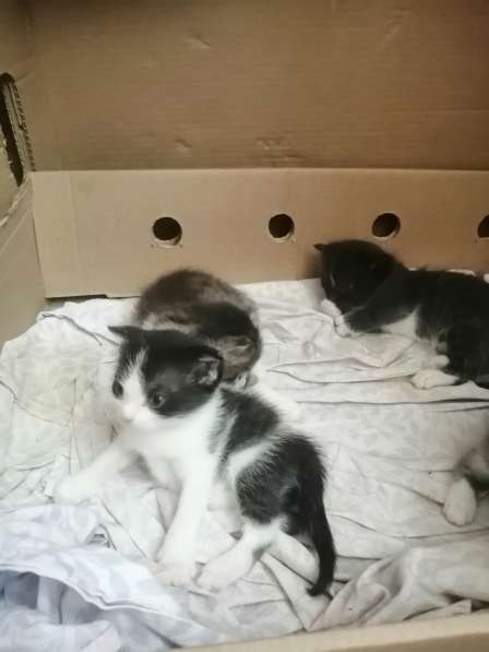 Котята в Новосибирске фото 22