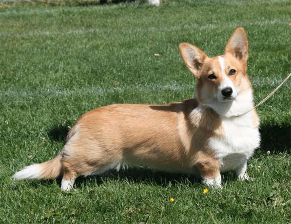 Щенки вельш корги пемброк в Москве фото 13