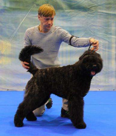 Продаються щенки бувье де фландр