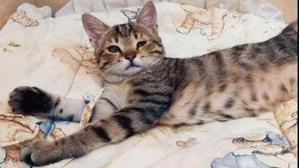 Котенок Пиратик ищет дом в Санкт-Петербурге фото 6