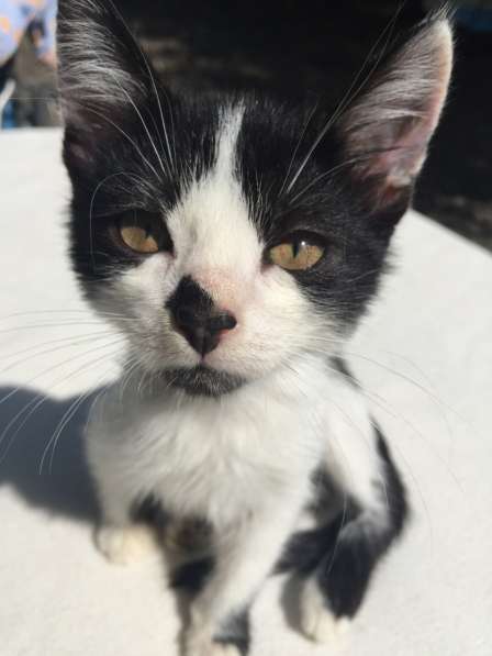 Котята в Кисловодске фото 53