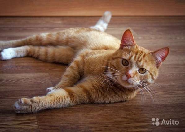 Ласковое солнышко Марсель, молодой домашний котик