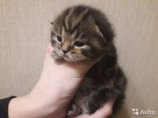 Котята -вислоухие и прямоухие в Костроме фото 3