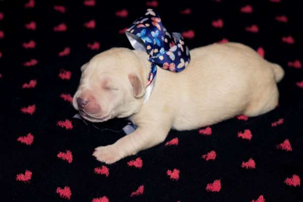 ЛАБРАДОР в Москве фото 11