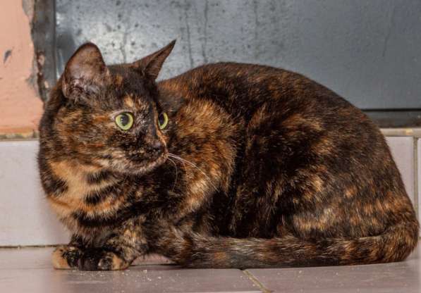 Котенок в добрые руки. Крошка пеструшка в Калуге фото 28