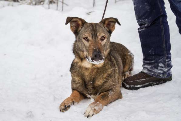 Собака в хорошие руки в Санкт-Петербурге фото 6
