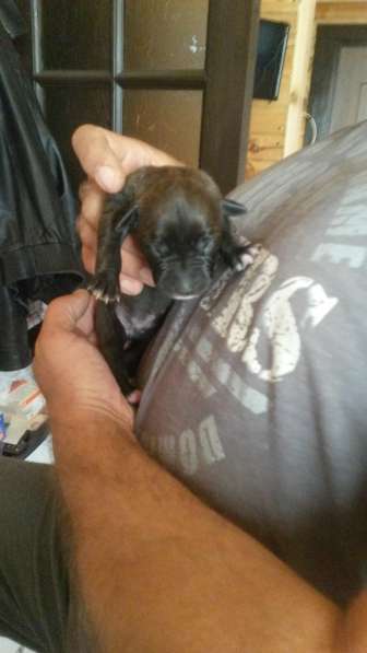 Щенки питбуля в Москве фото 26