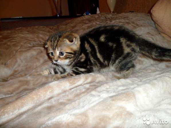 Малыши шотландики в Костроме фото 8