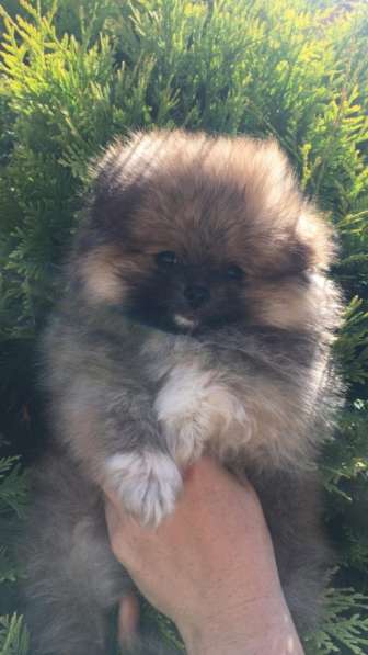 Продам щенок померанского шпица в Омске в Омске фото 4