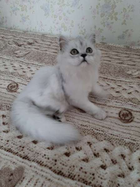 Шотландский котик в фото 5