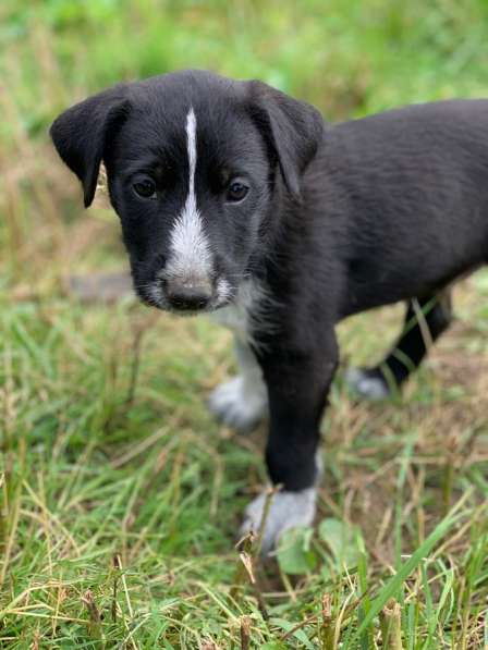 Щенки-охотники в надежные руки в Москве фото 5