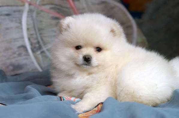 Pomeranian spitz. Cream boy and girl