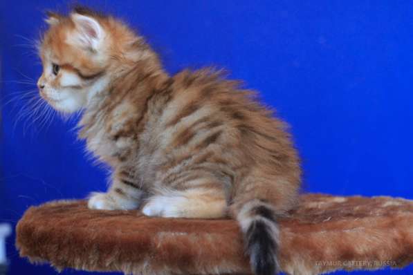 Сибирские котята из питомника в Челябинске фото 3